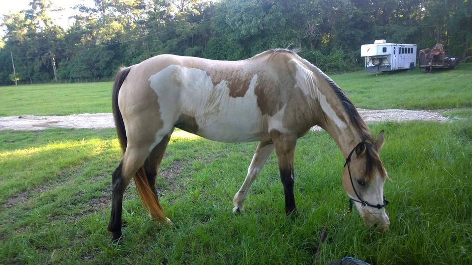 Buckskin Paint Mare